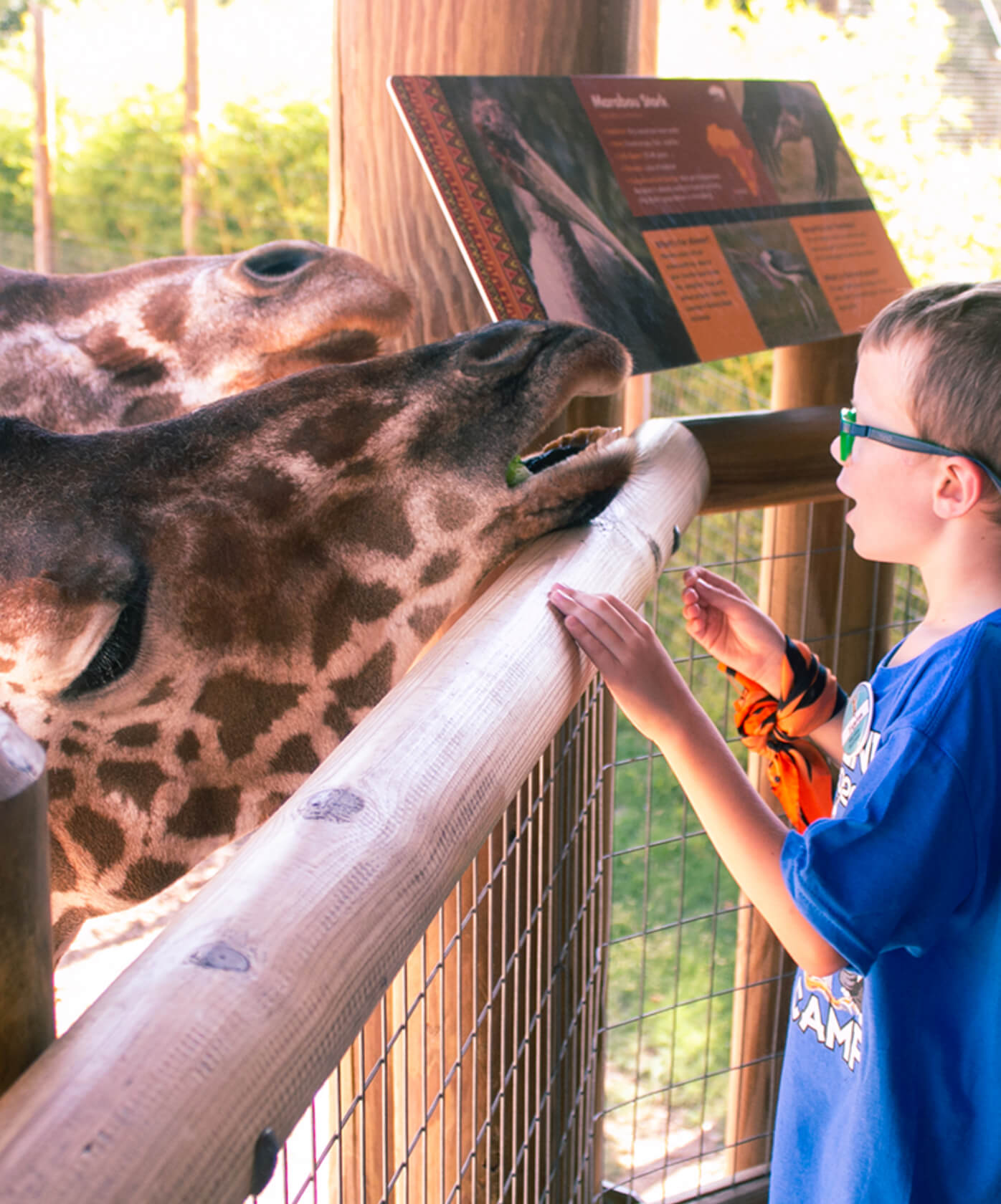 Boy feeding giraffe