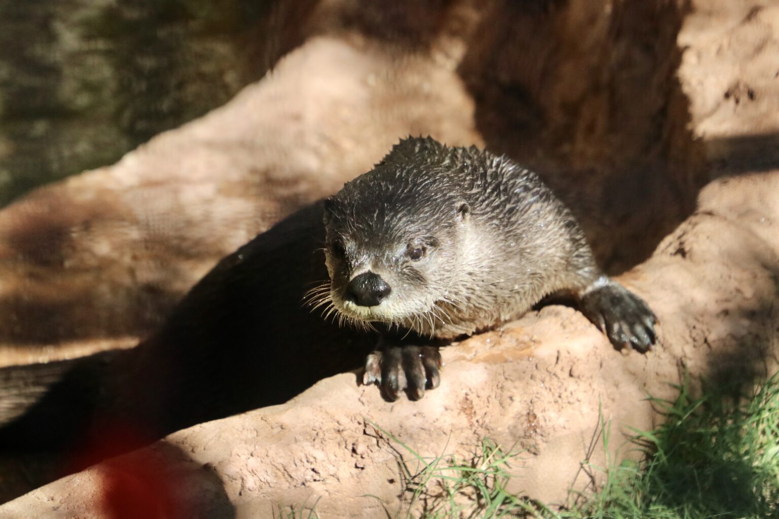 North American River Otter | Abilene Zoo Animals