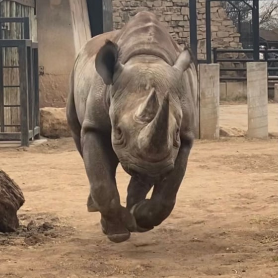 Rhino Fast Fact 1 2 min