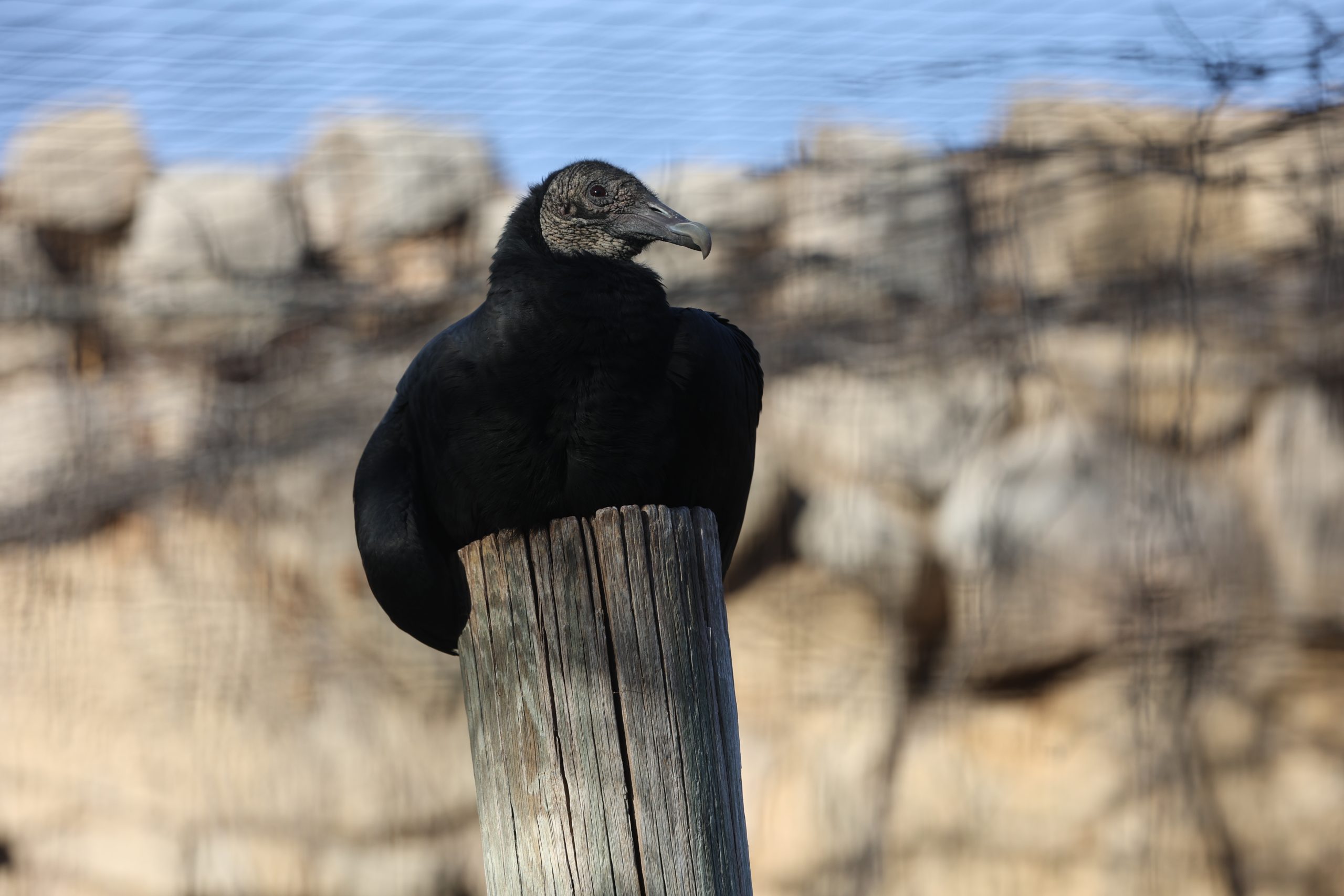 The Black Vulture | Abilene Zoo Animals, image size:2560x1707