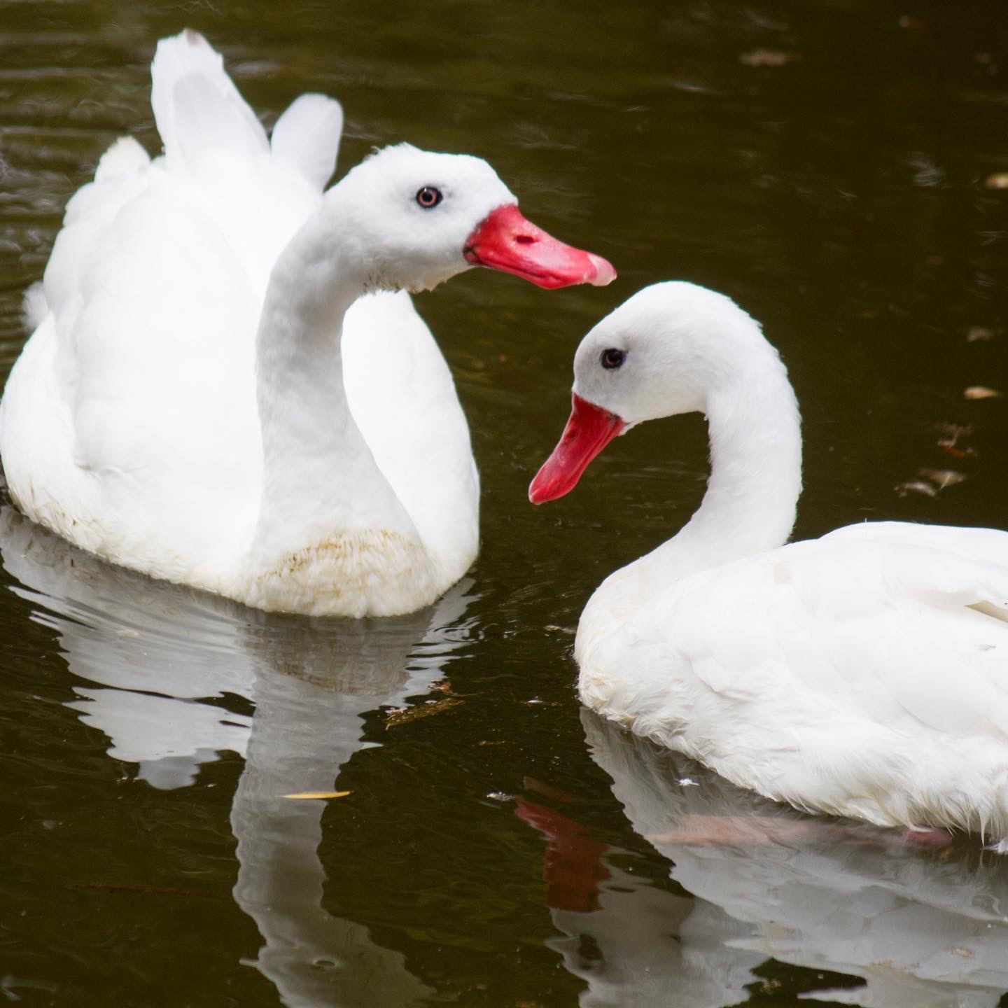 Coscoroba Swan | Abilene Zoo Animals