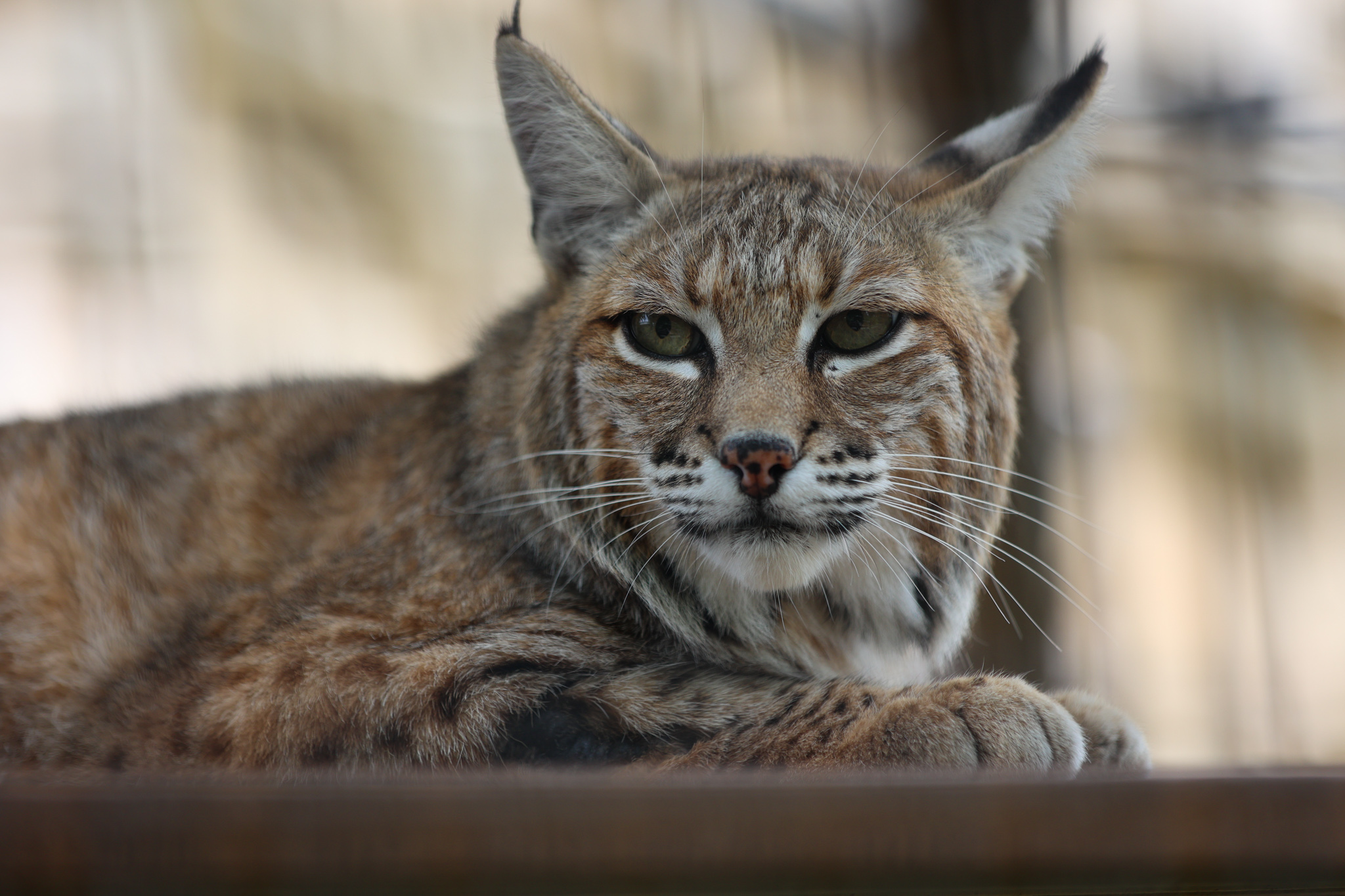 Learn About Bobcats | Abilene Zoo Animals, image size:2048x1365