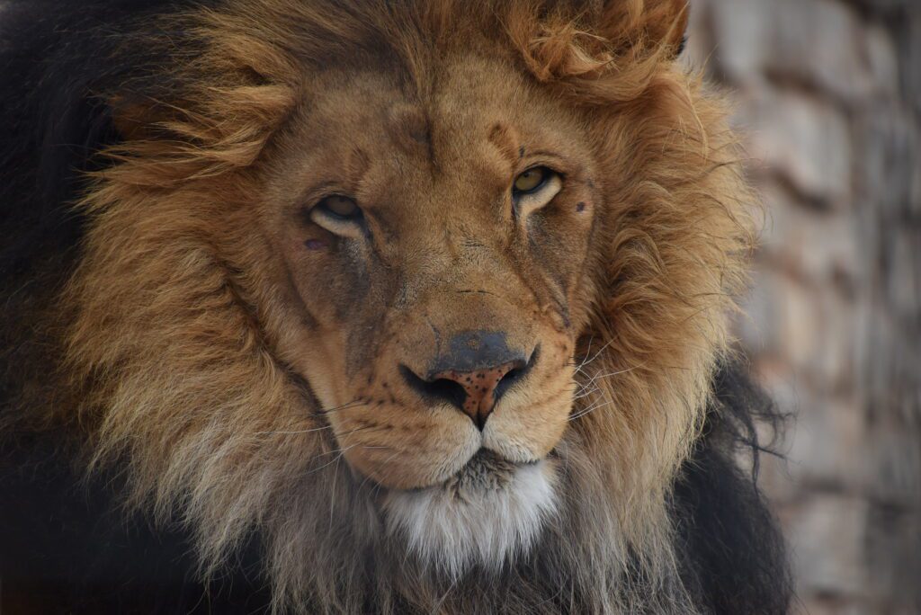 Zoo Welcomes a New Pair of African Lions - Abilene Zoo