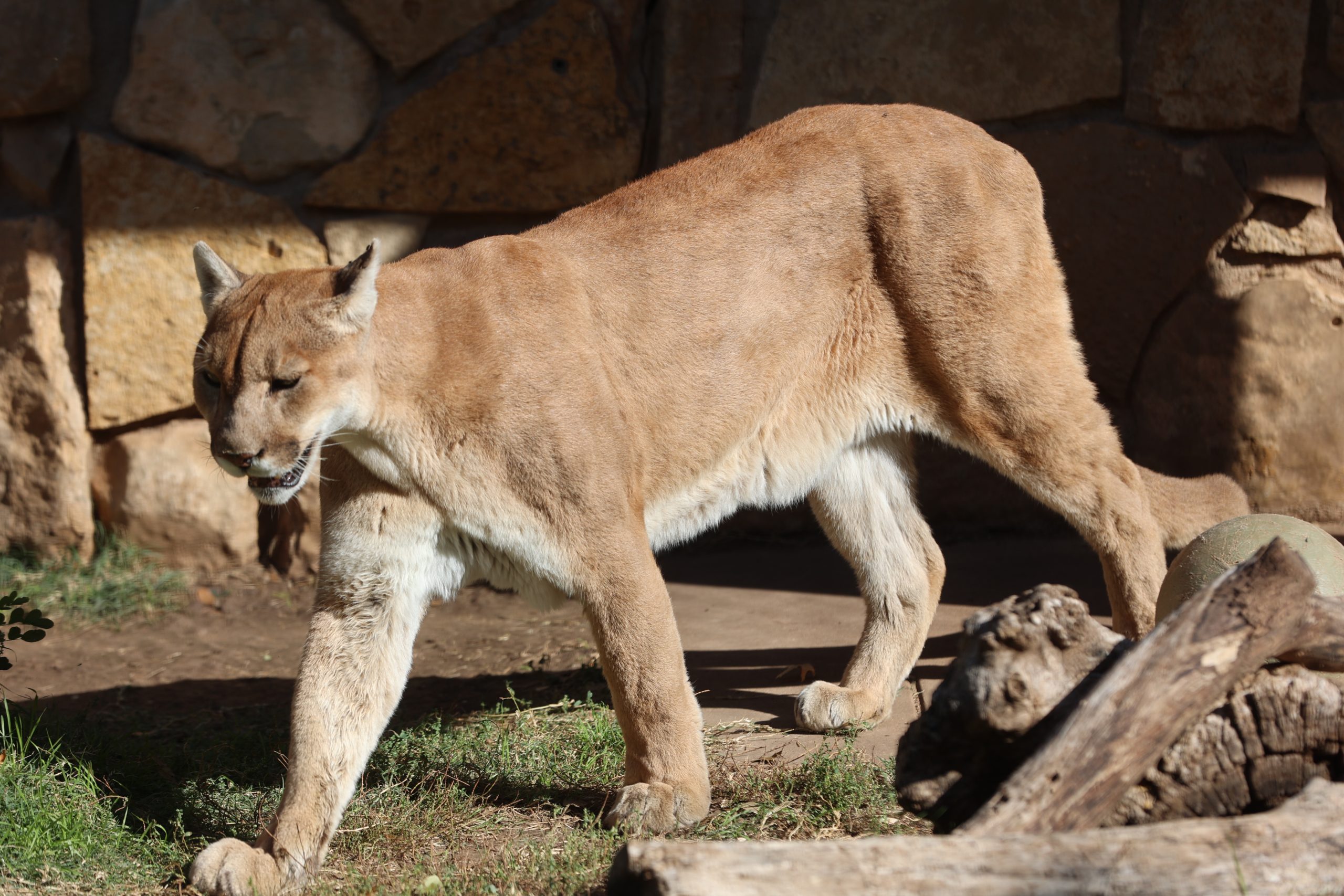 Cougar