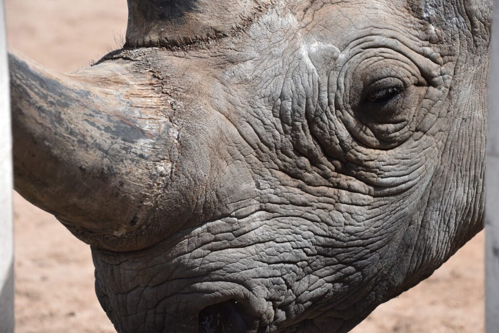 Southern Black Rhino | Abilene Zoo Animals