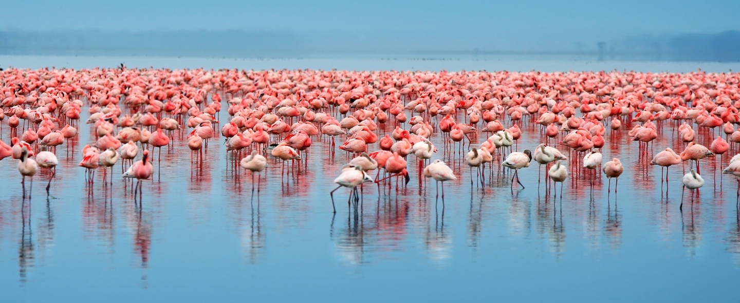 Caribbean Flamingo | Abilene Zoo Animals