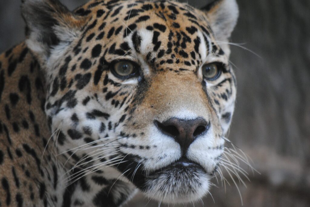 Jaguar | Abilene Zoo Animals