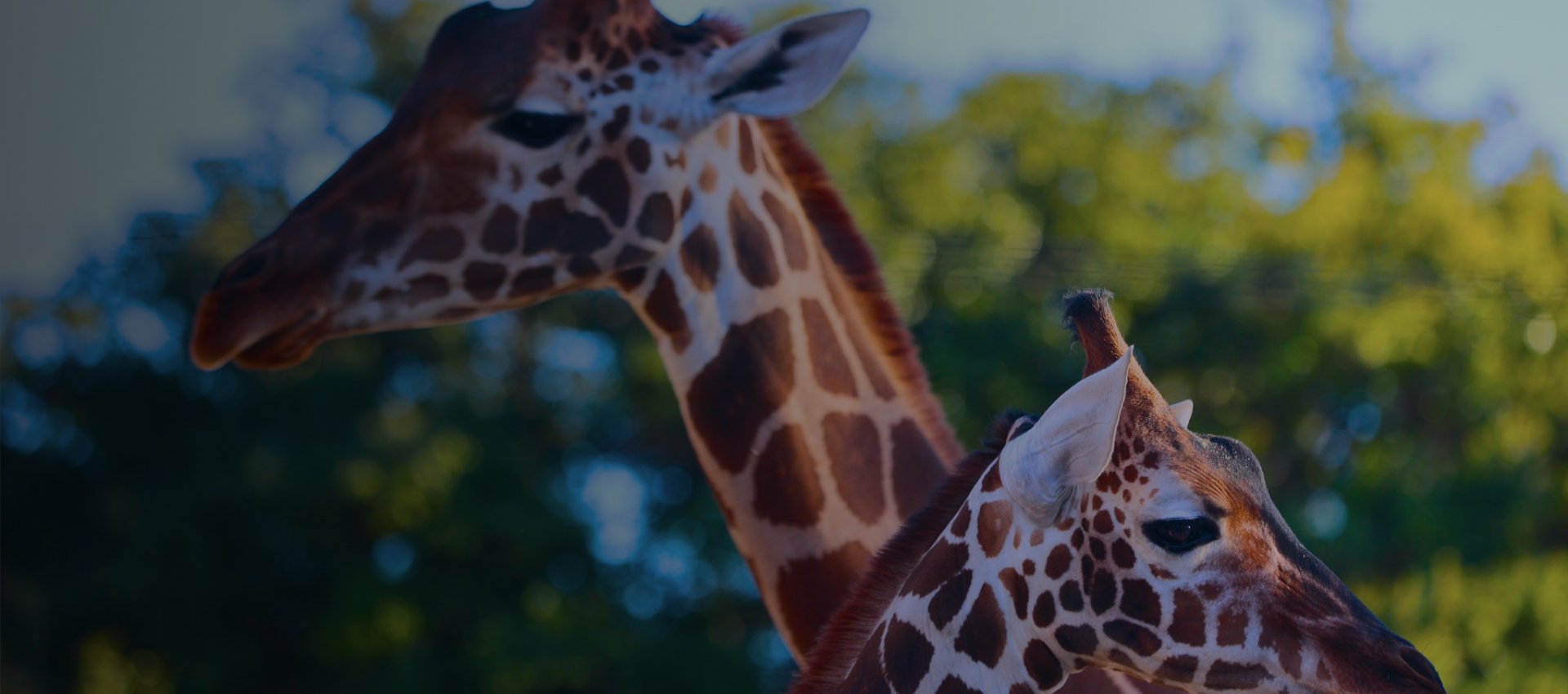 Membership FAQs Abilene Zoo