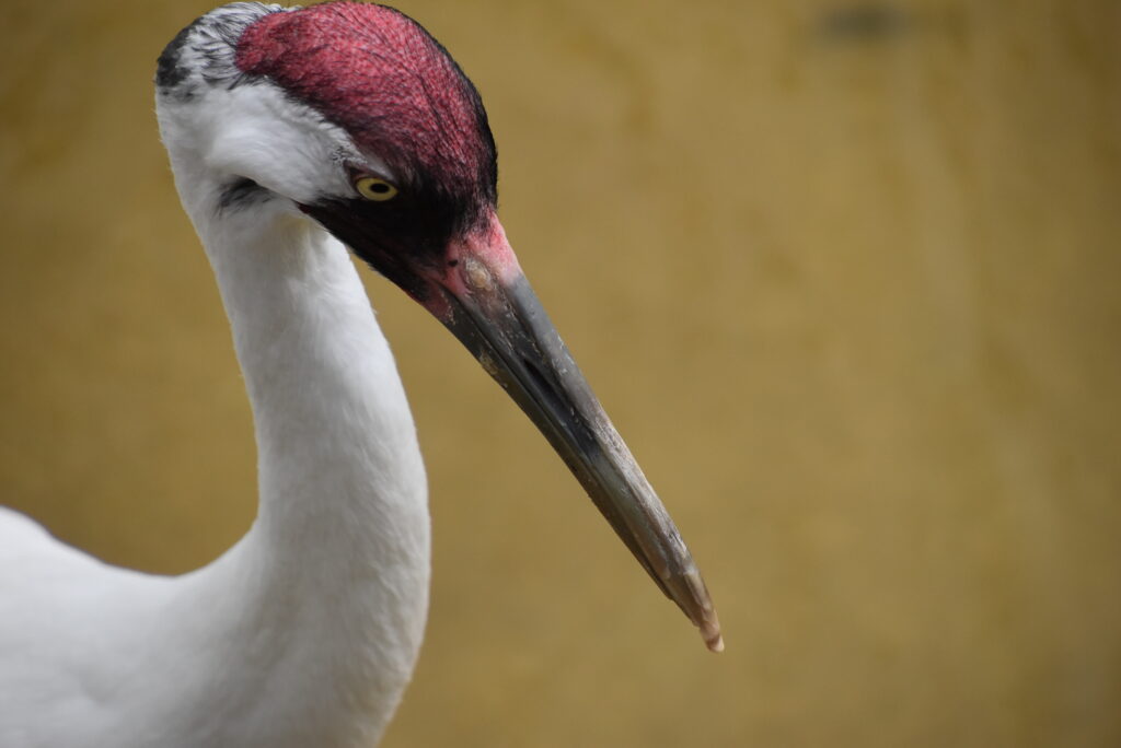 Whooping Crane - Abilene Zoo