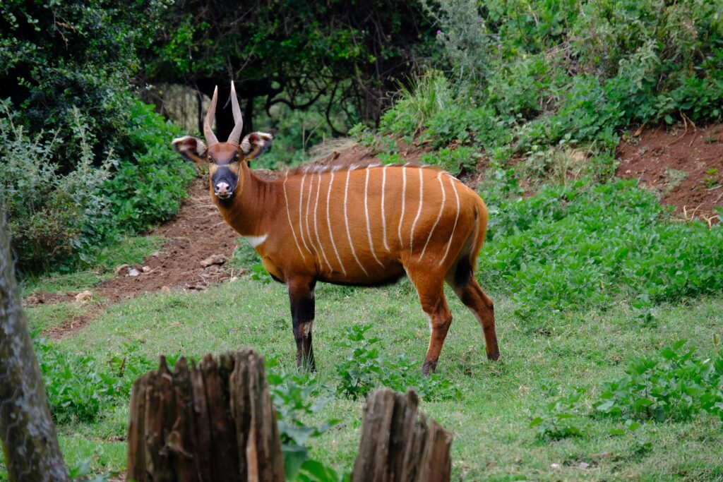 Bongo Antelope | Abilene Zoo Animals