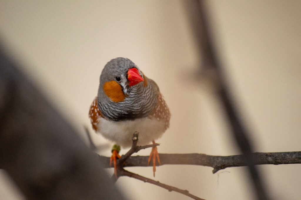 Zebra Finch - Abilene Zoo