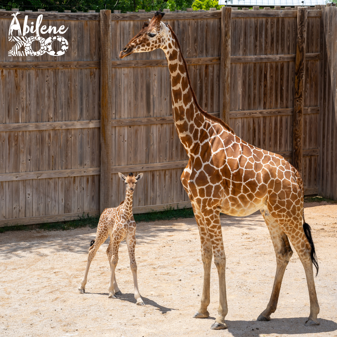 New Baby Giraffe Arrives at Abilene Zoo