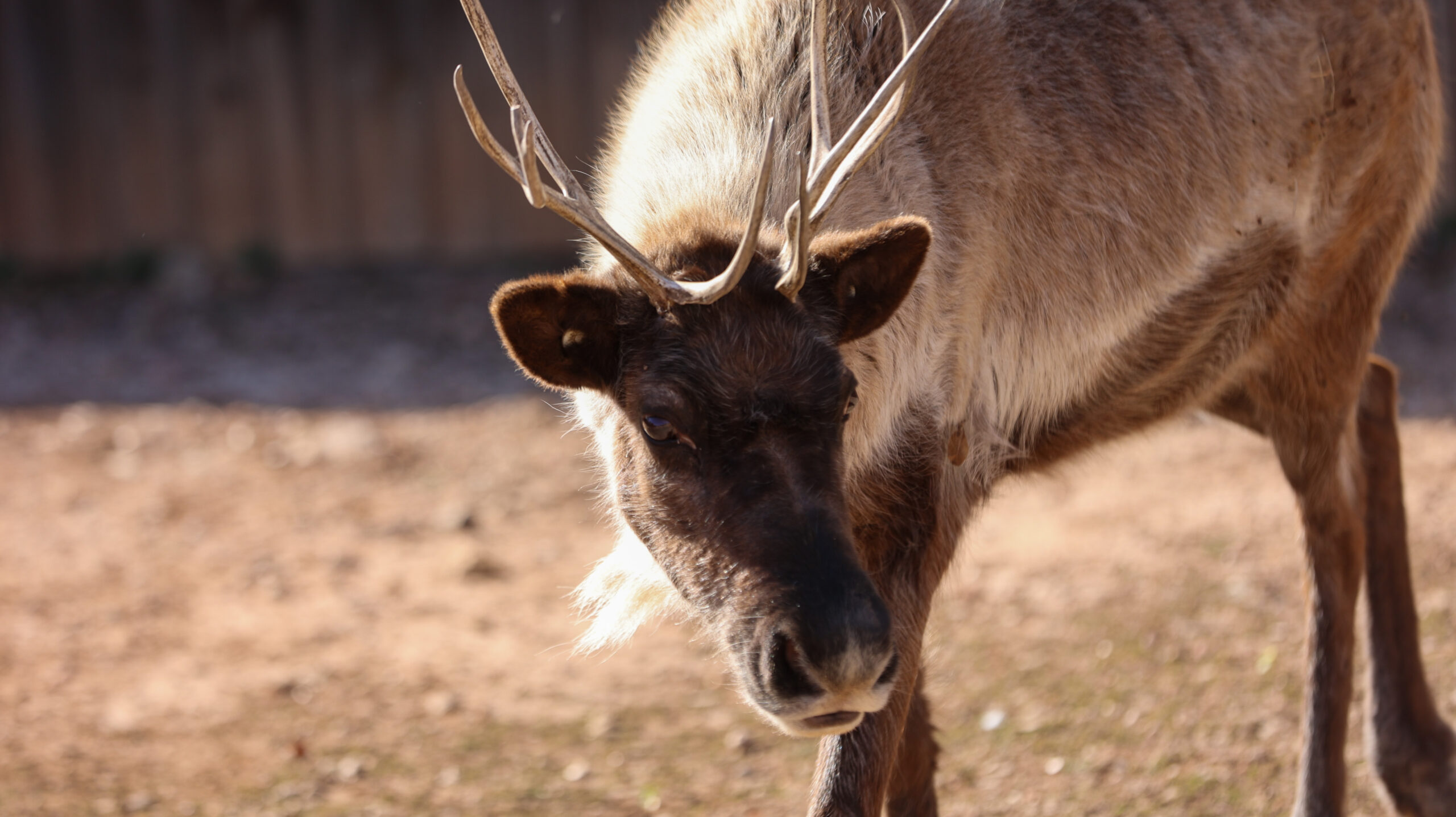 Reindeer | Abilene Zoo Animals