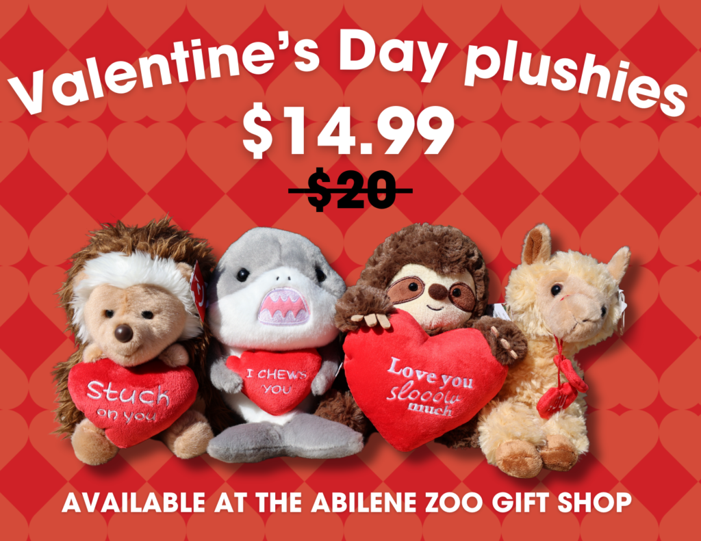 Jirafa Reglas 11x8.5 (2)