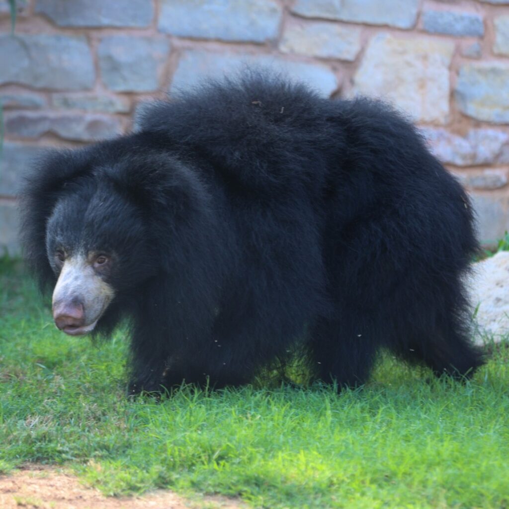 SlothBear Vicki 20250714 31 1