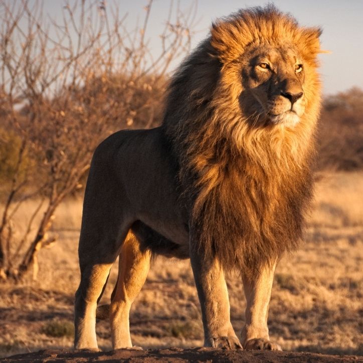 Lion Fast Facts 2