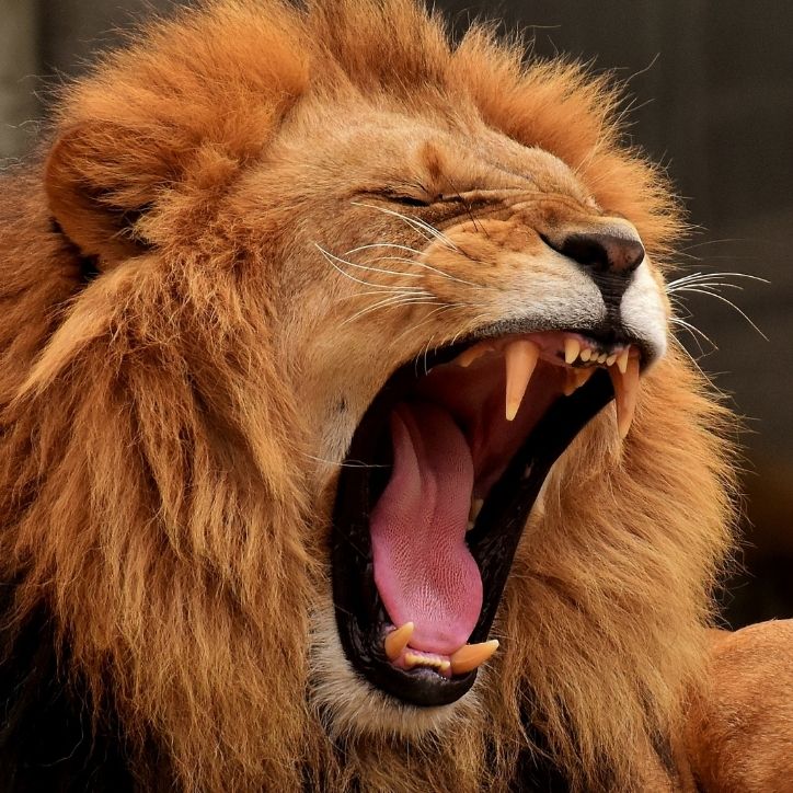 Lion Fast Facts 3