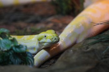 BurmesePython-20220114-2-scaled BurmesePython-20220114-2-scaled