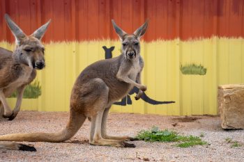 Kangaroo tour (9)