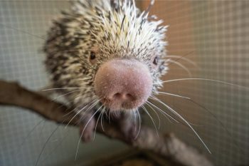 Porcupine boop2 (1)